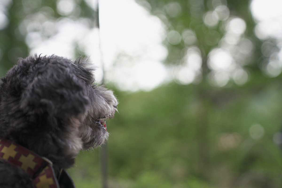 バックストーリージェイピー