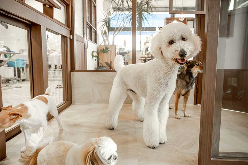 光の入る店内で過ごす犬たち
