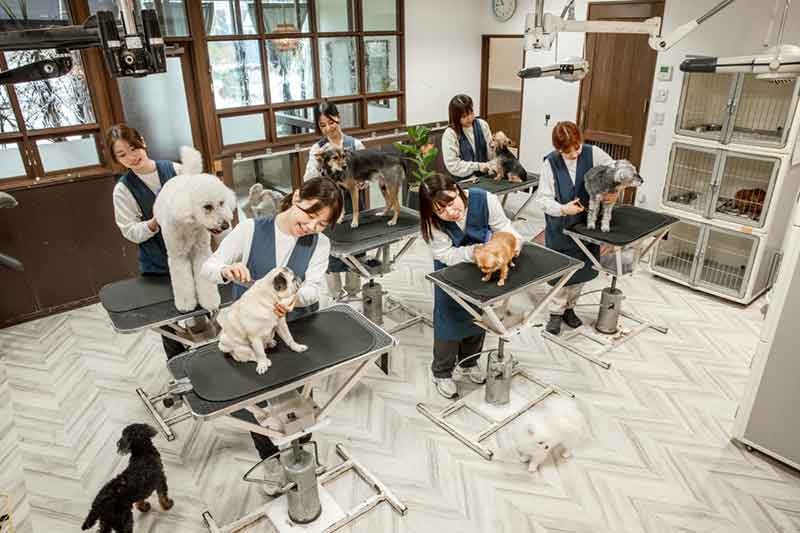 トリミング台で犬の手入れをするスタッフ