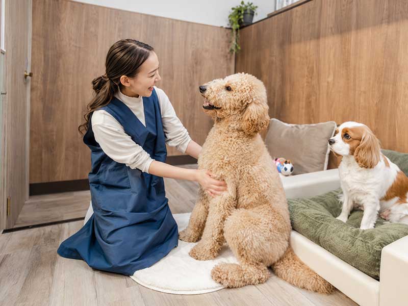 木の壁の部屋で犬と過ごすスタッフ