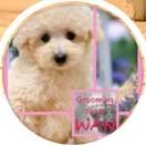Grooming room WAN