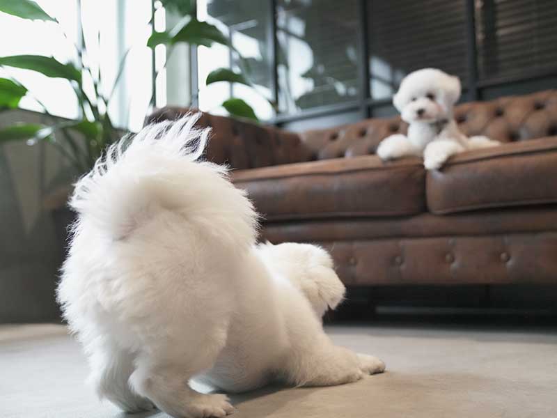 ウルス 犬 生食