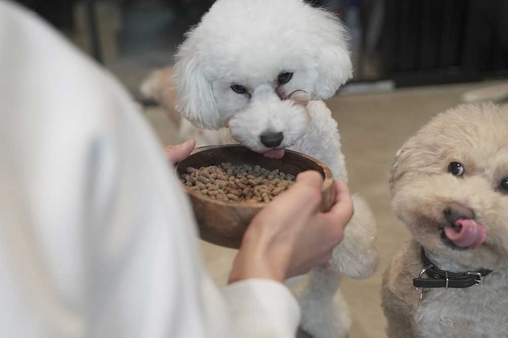 ドッグフードJACQUES/犬たち