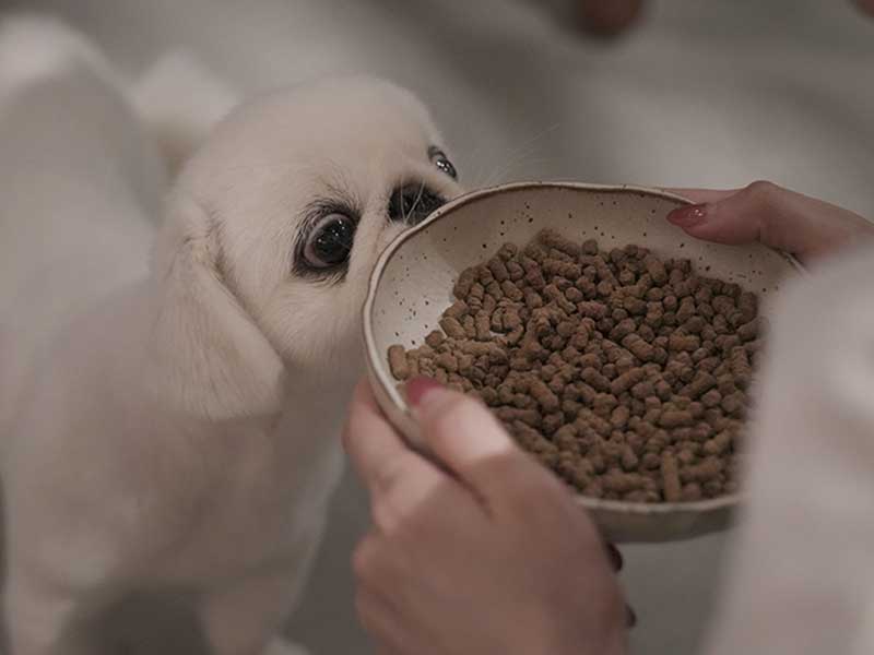 ドッグフード　ジャック 01