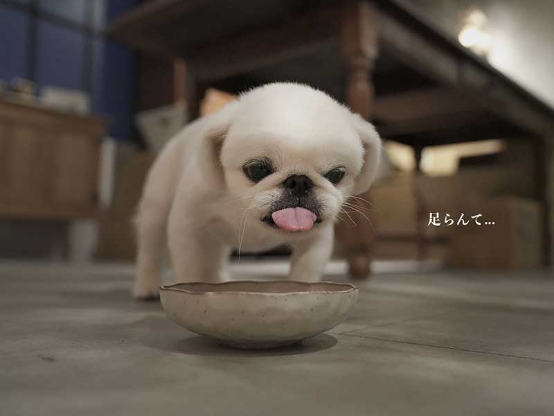 ドッグフード　ジャック 01