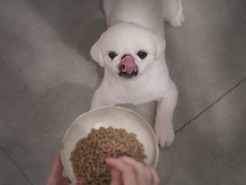 ドッグフード　ジャック 01