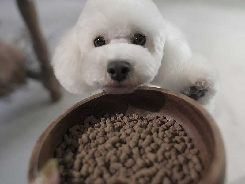 国産ドッグフード