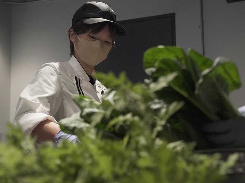 国産ドッグフード発酵野草