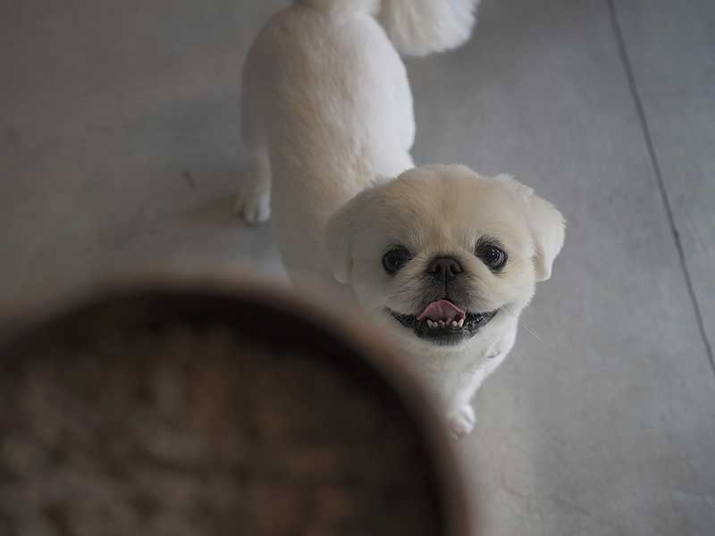 国産ドッグフードJACQUES