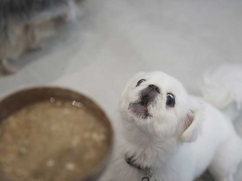 犬 自然食　酵素スープ ウルス