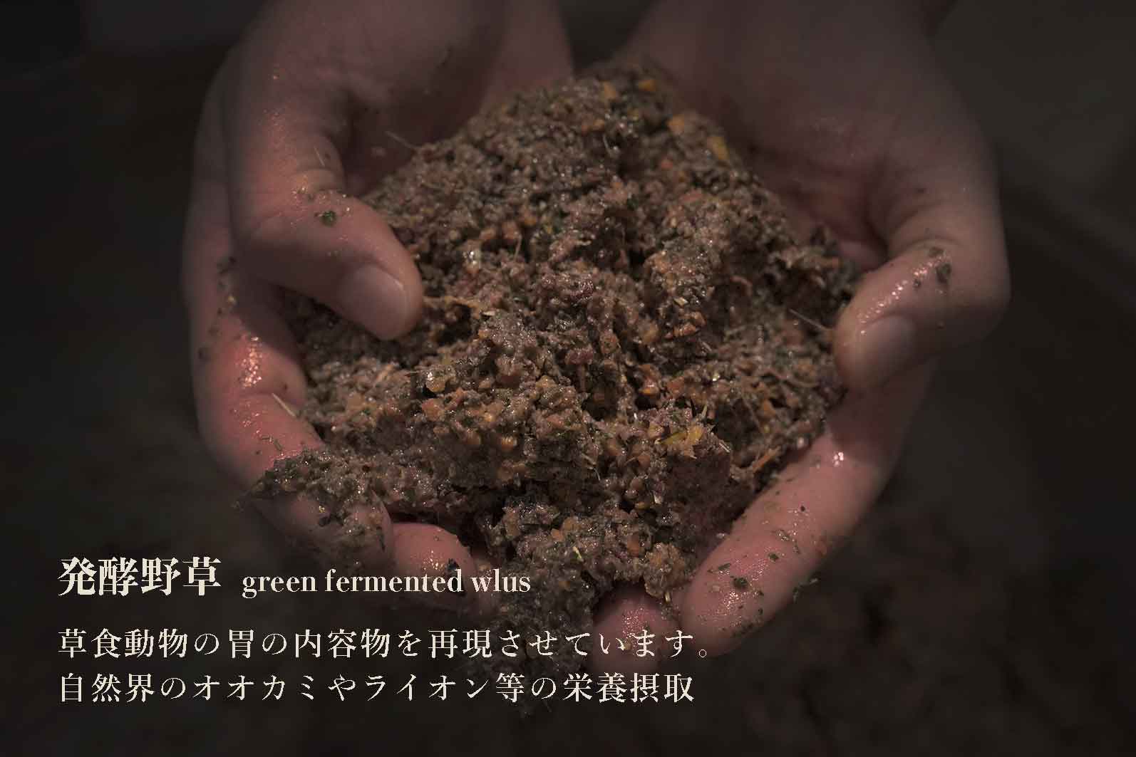 犬の生食ウルス