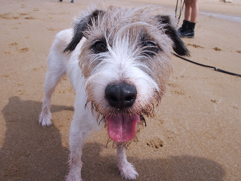 犬の食事（生食）ドッグフード32
