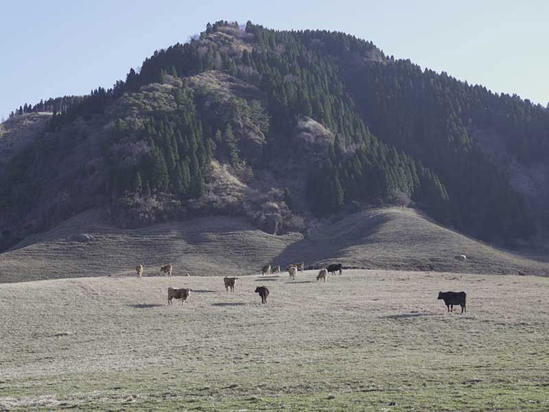 犬の食事（生食）ドッグフード