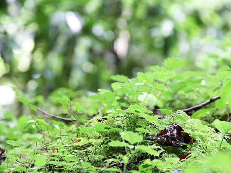 犬の食事（生食）ドッグフード