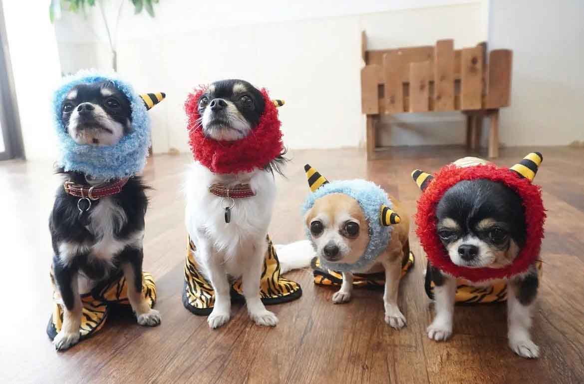 マザーズドッグス