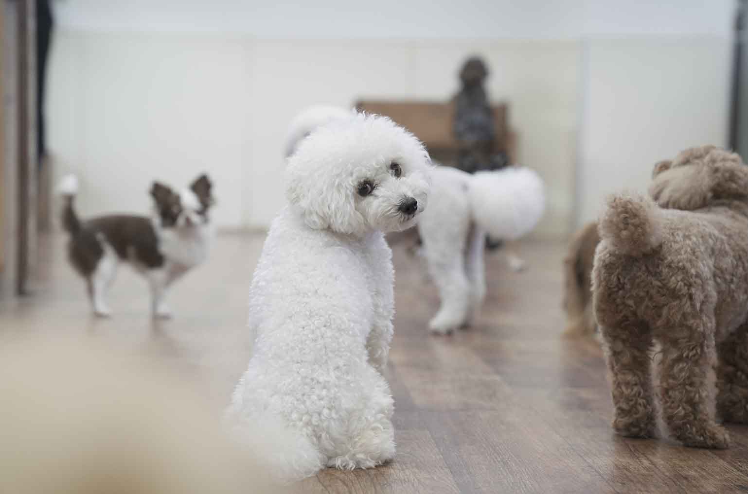 マザーズドッグス