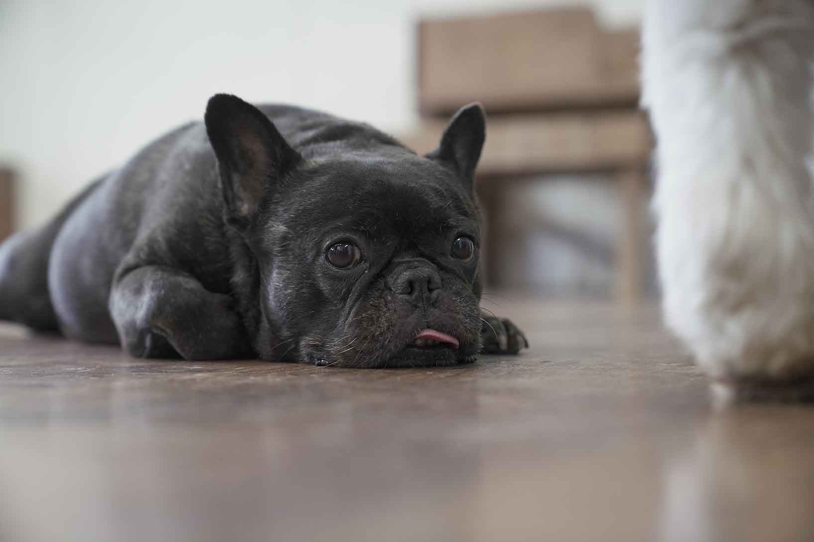 マザーズドッグス