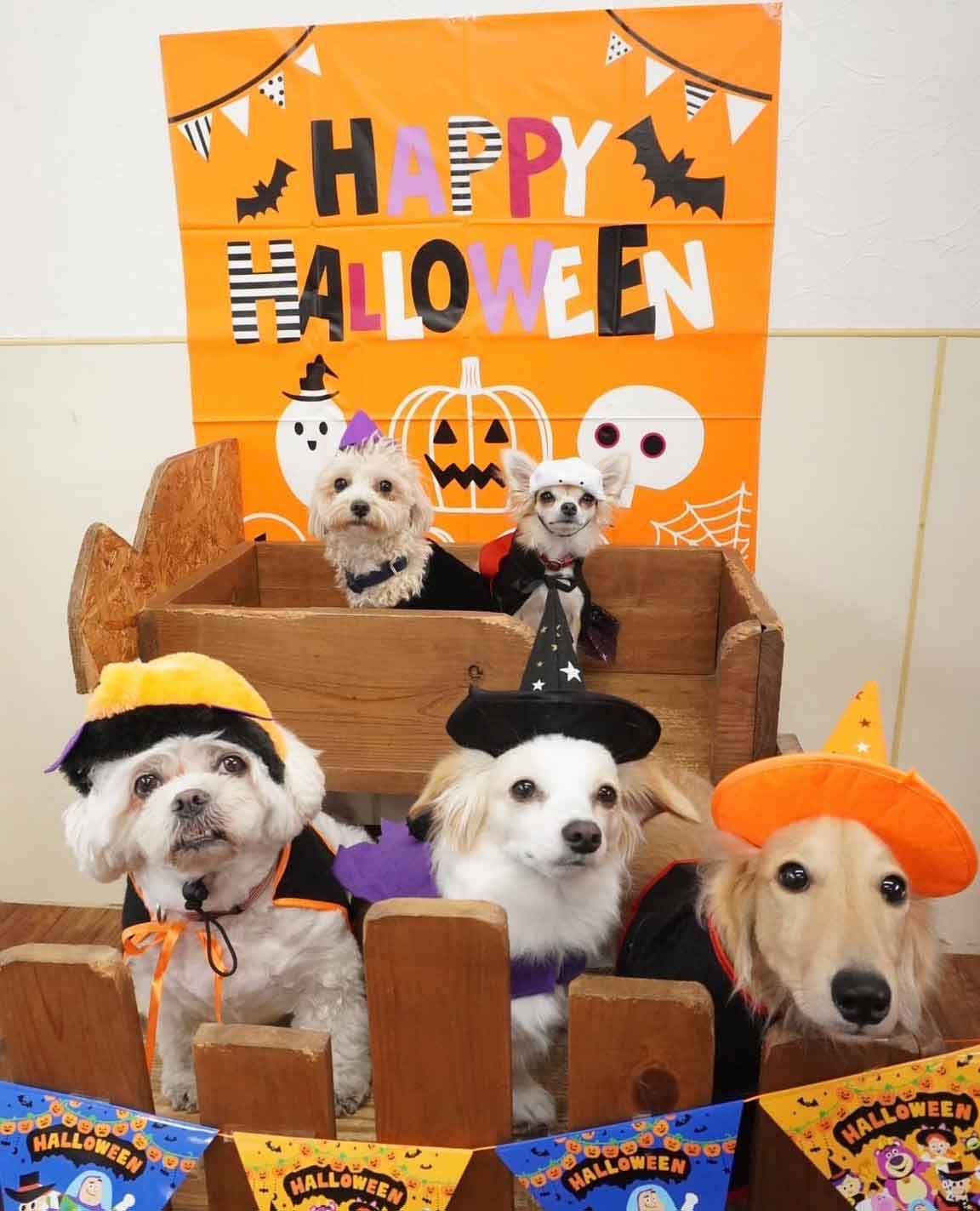 マザーズドッグス