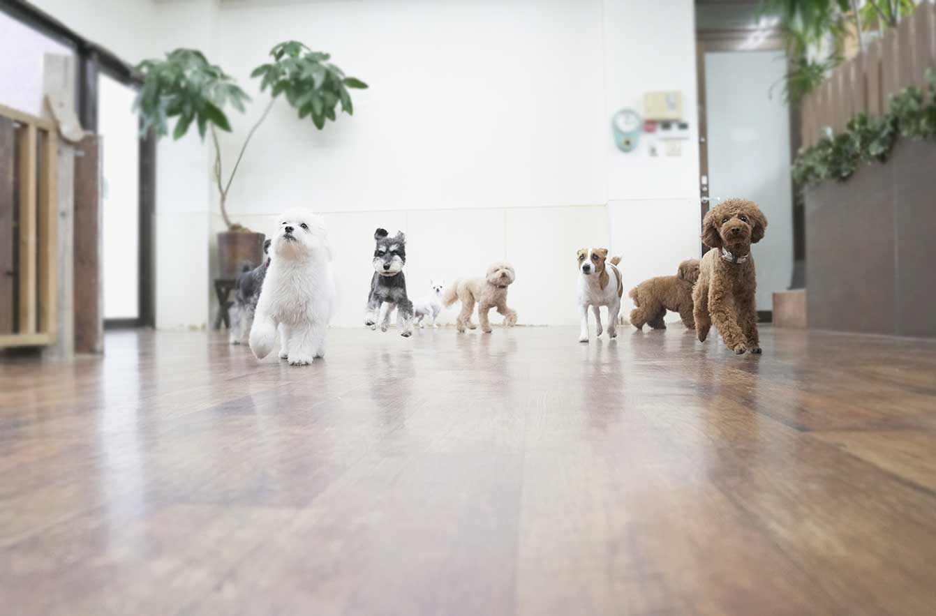 マザーズドッグス