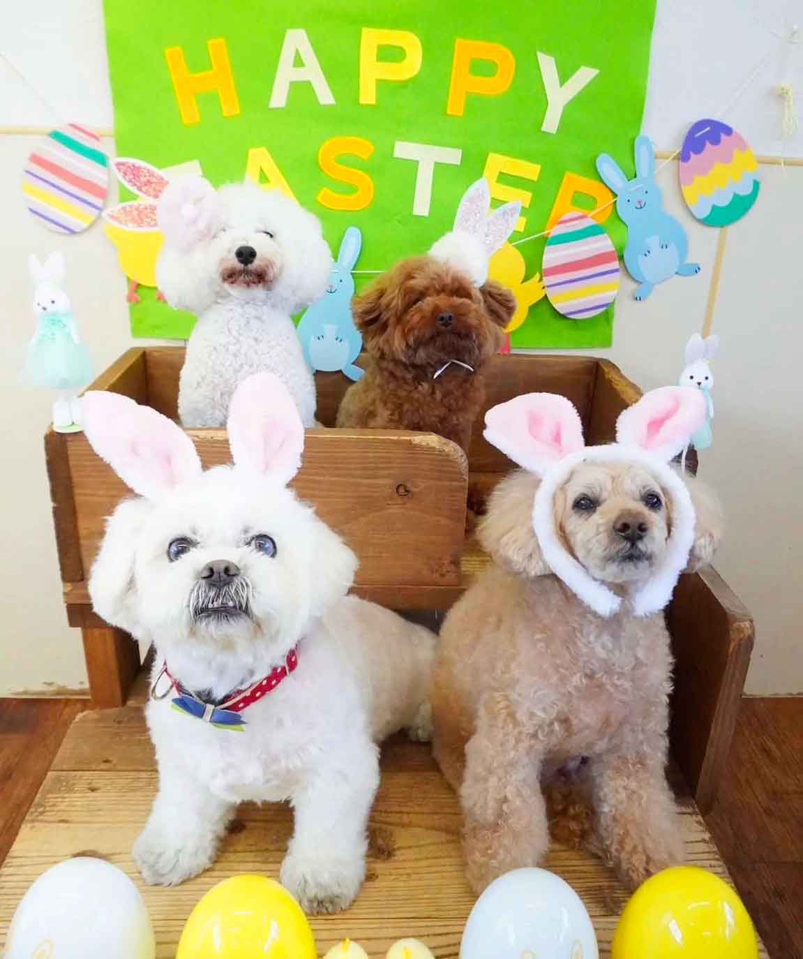 マザーズドッグス