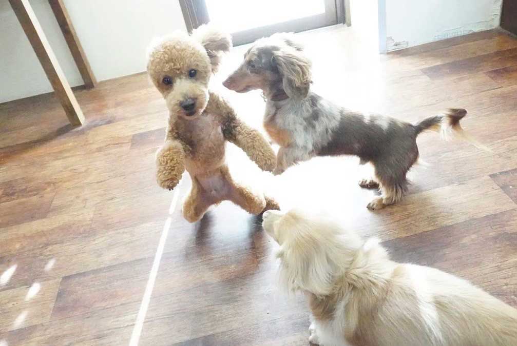 マザーズドッグス