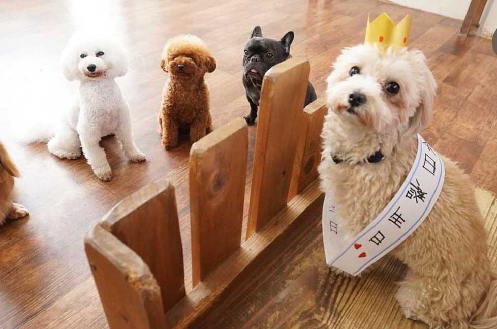 マザーズドッグス