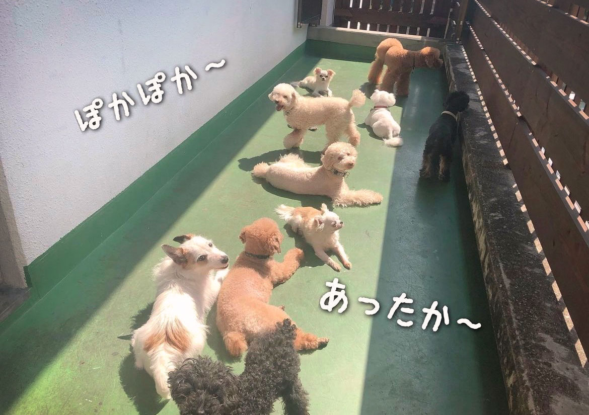 マザーズドッグス