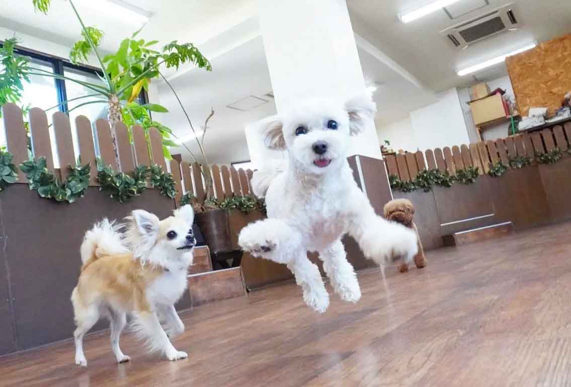 マザーズドッグス