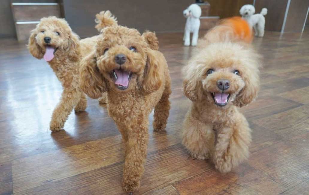 マザーズドッグス