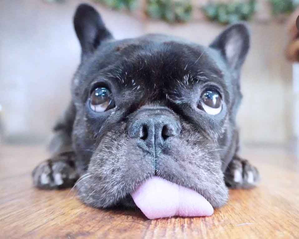 マザーズドッグス