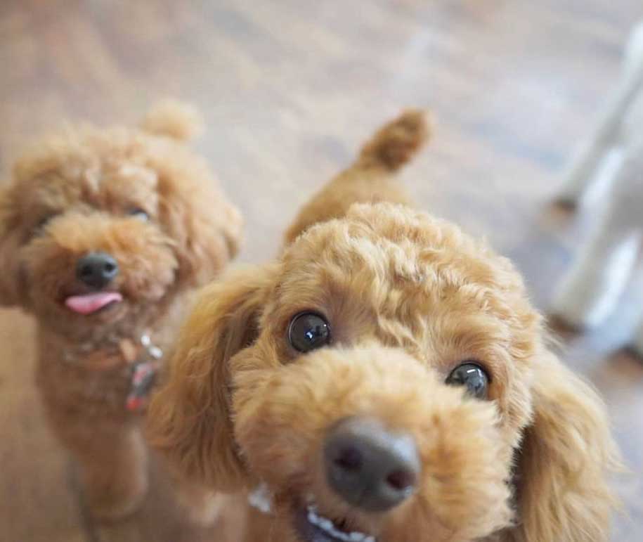 マザーズドッグス