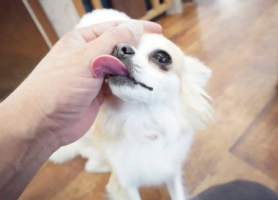 マザーズドッグス