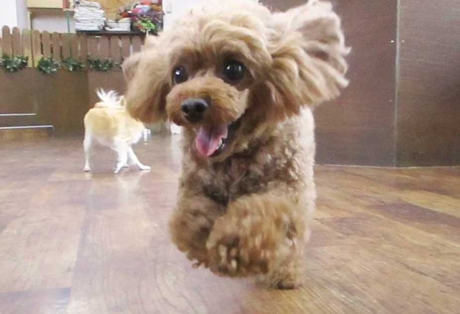 マザーズドッグス