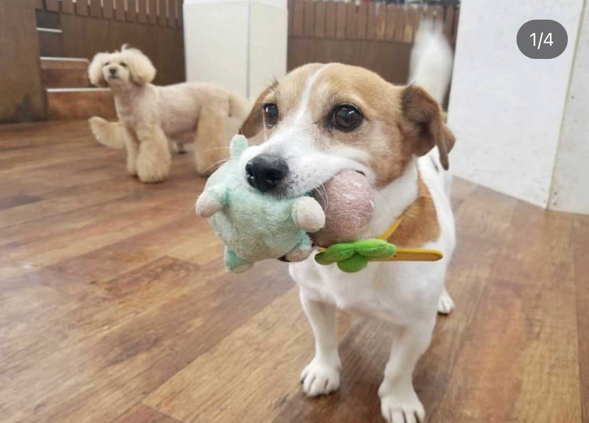 マザーズドッグス