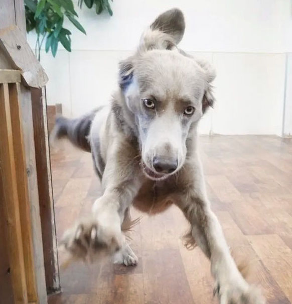 マザーズドッグス