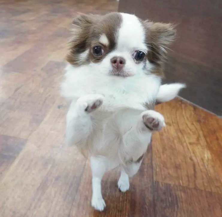 マザーズドッグス