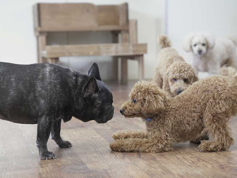 福岡市の犬の保育園マザーズドッグス