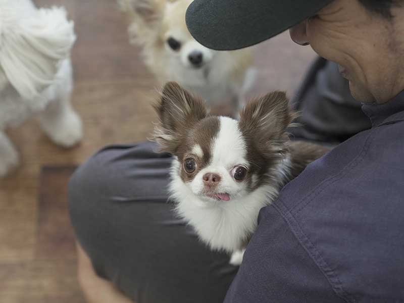 福岡市の犬の保育園マザーズドッグス