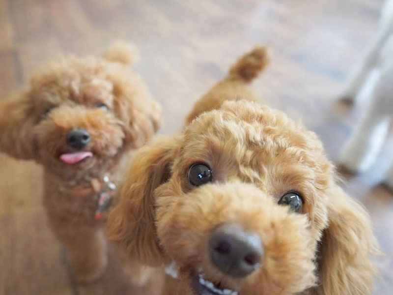 福岡市の犬の保育園マザーズドッグス