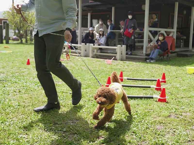 福岡市中央区,犬の保育園マザーズドッグス,犬の幼稚園