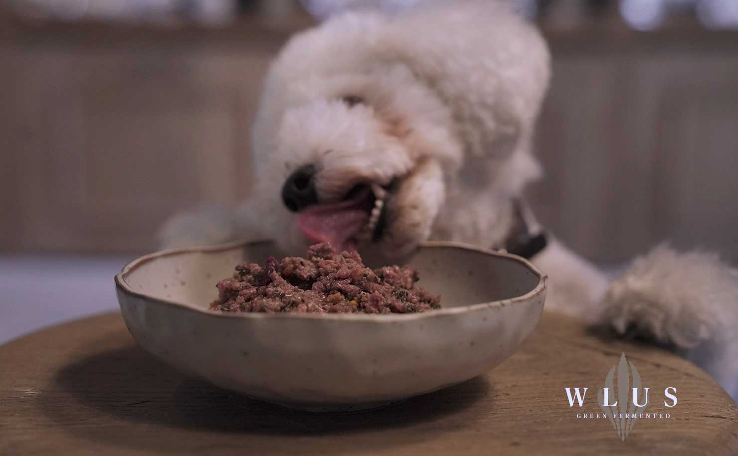 マザーズドッグス