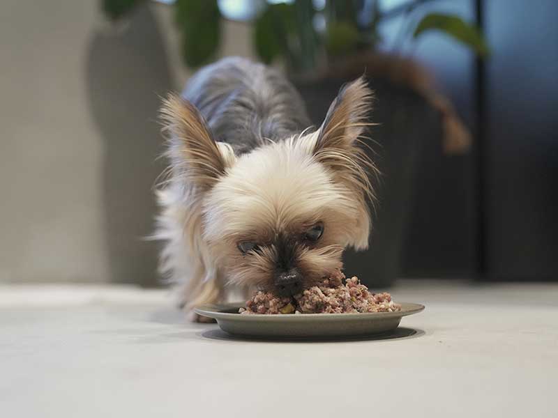 福岡市,国産ドッグフード