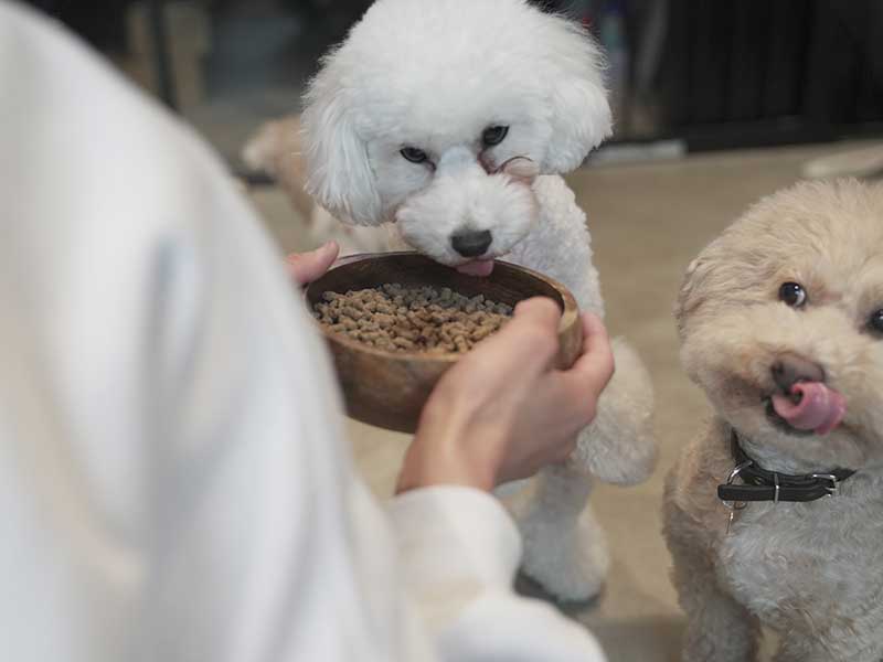 福岡市,国産ドッグフード