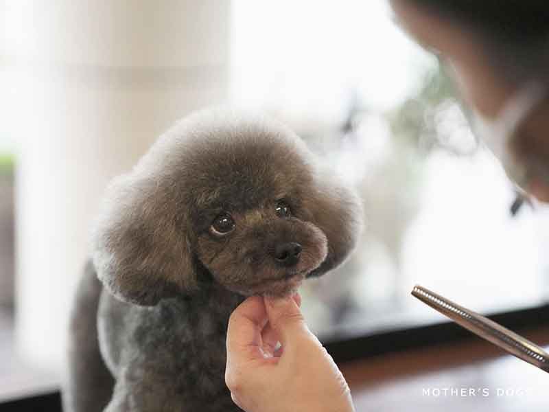 福岡,国産ドッグフード