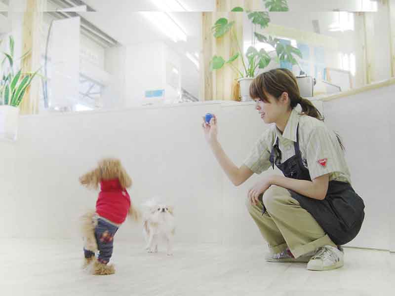 福岡,国産ドッグフード