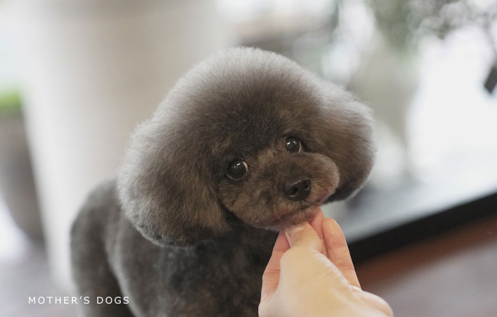 マザーズドッグス