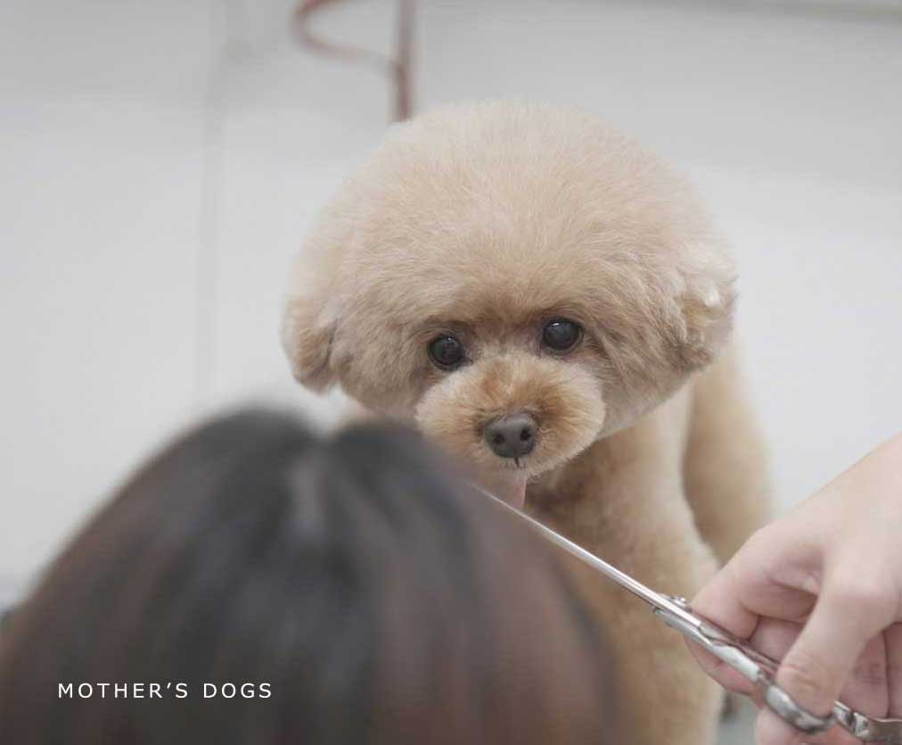 マザーズドッグス