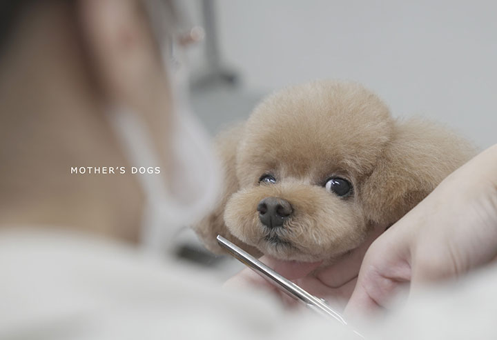 マザーズドッグス