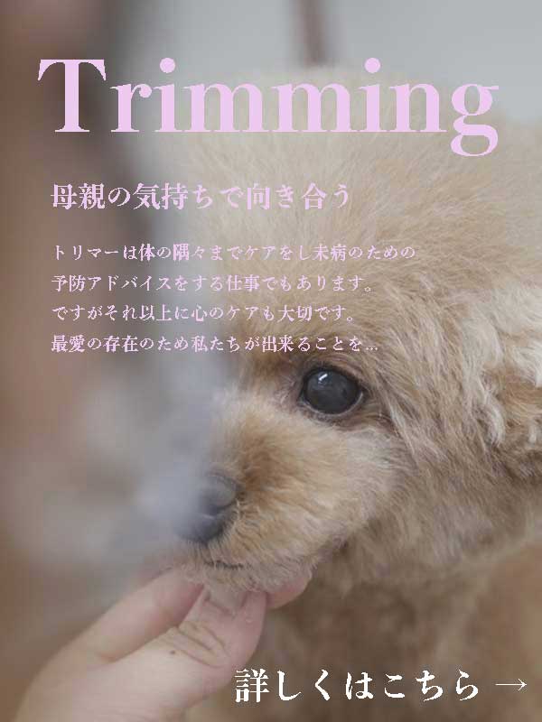 マザーズドッグス トリミング