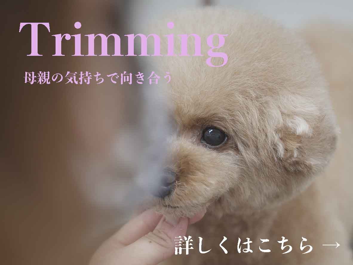 マザーズドッグス